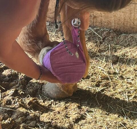 Soins des Sabots de Cheval : Gestion des ABCES et Hématomes