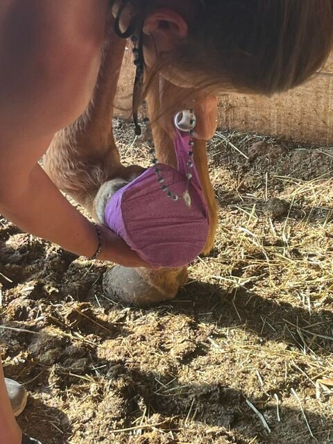 Soins des Sabots de Cheval : Gestion des ABCES et Hématomes