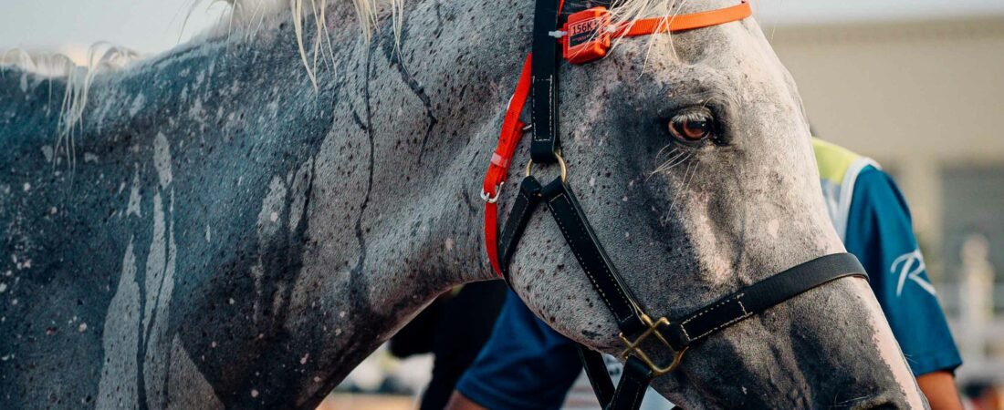Canicule et fortes chaleurs : comment protéger son cheval et adapter son travail ?