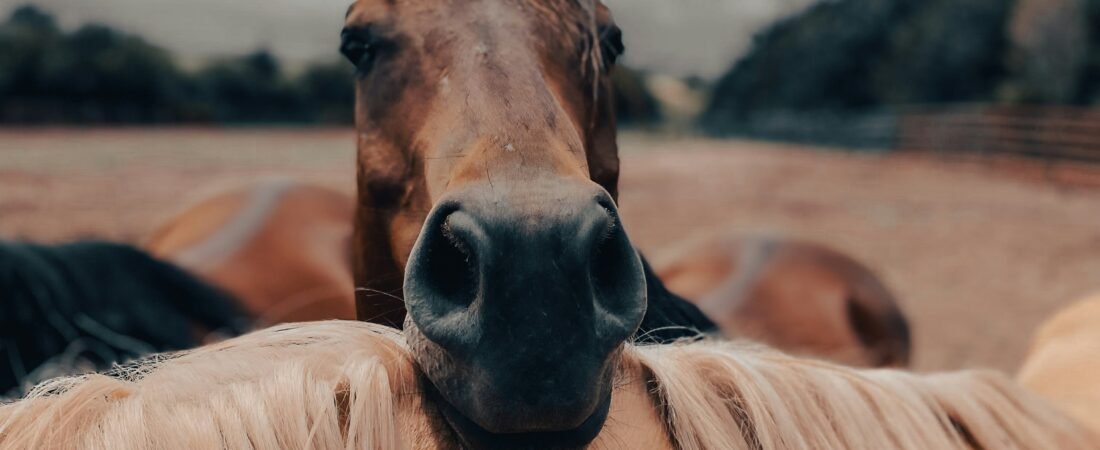 L’ostéopathie chez le cheval : pourquoi est-elle essentielle pour sa santé et ses performances ?